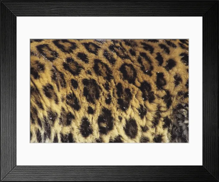 Framed Print : Amur  /  Korean Leopard - endangered Species. 4MR704