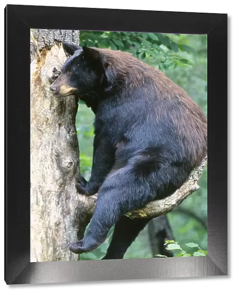 Black Bear - sitting on branch up tree, Summer Minnesota USA