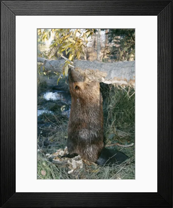 Framed Print : American Beaver Gnawing tree Autumn Western USA Framed Print : American Beaver Gnawing tree Autumn Western USA