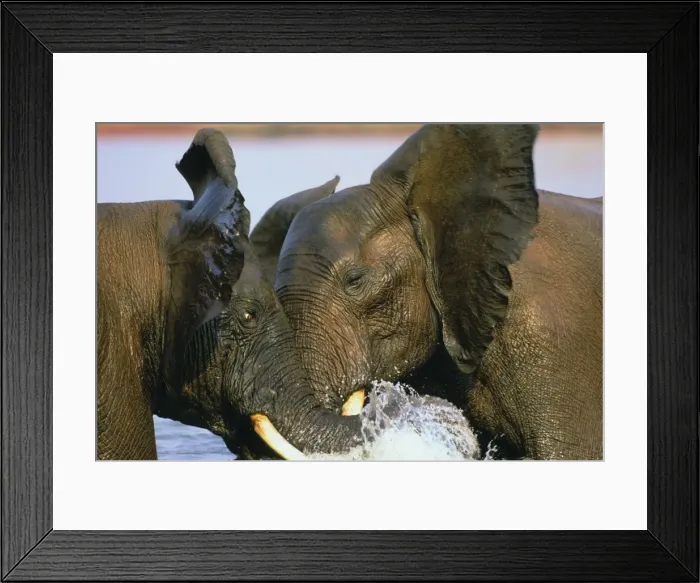 Framed Print : African Bull Elephants. Dominance sparring in Lake. Lake Kariba, Matusadona National Park, Zimbabwe, Africa. 3ME260 Framed Print : African Bull Elephants. Dominance sparring in Lake. Lake Kariba, Matusadona National Park, Zimbabwe, Africa. 3ME260