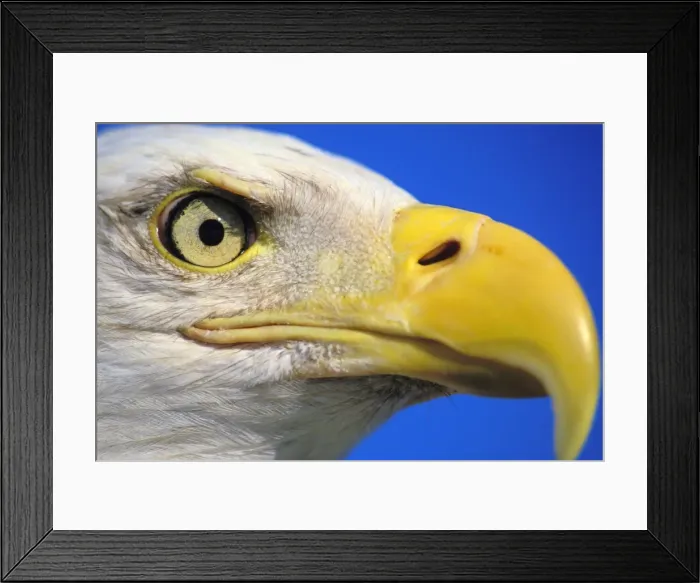 Framed Print : Bald Eagle - Close-up of face Framed Print : Bald Eagle - Close-up of face