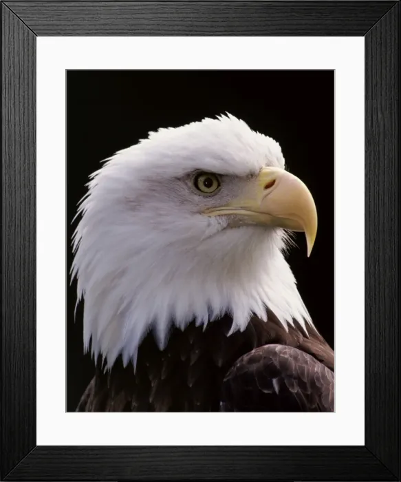 Framed Print : Bald Eagle - Close-up of head BE2122 Framed Print : Bald Eagle - Close-up of head BE2122