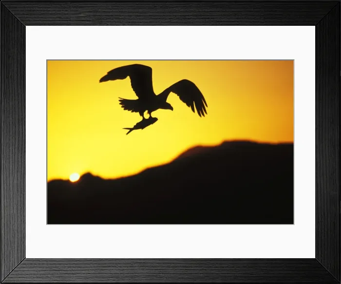 Framed Print : Bald Eagle In flight, with fish Summer sunset Pacific Northwest, USA BE7833 Framed Print : Bald Eagle In flight, with fish Summer sunset Pacific Northwest, USA BE7833