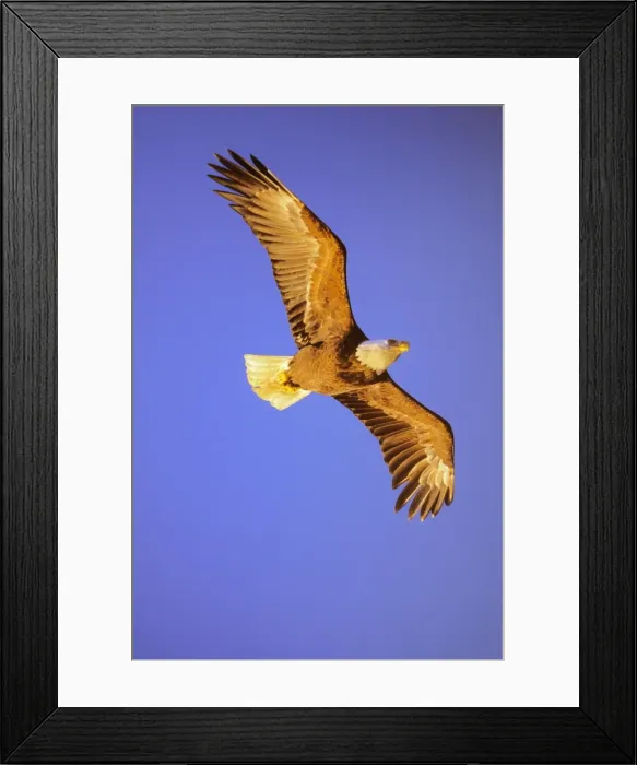 Framed Print : Bald Eagle - In flight, wings are picking up color from late evening sun Summer Pacific Northwest BE7810 Framed Print : Bald Eagle - In flight, wings are picking up color from late evening sun Summer Pacific Northwest BE7810
