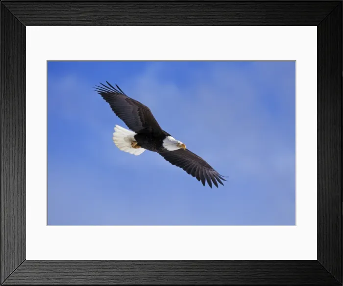 Framed Print : Bald Eagle - In flight BE5429 Framed Print : Bald Eagle - In flight BE5429
