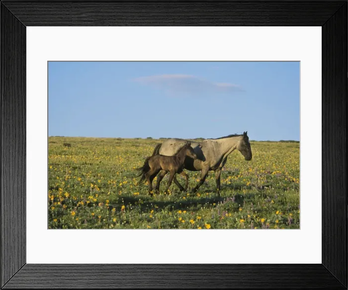 Framed Print : Wild Horses - Mare with young colt in field of wildflowers Summer Pyror Mountains, Montana, USA WH454 Framed Print : Wild Horses - Mare with young colt in field of wildflowers Summer Pyror Mountains, Montana, USA WH454