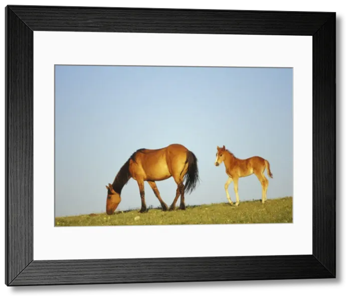 Framed Print : Wild Horse - Mare with young colt in field of wildflowers, Western USA WH428 Framed Print : Wild Horse - Mare with young colt in field of wildflowers, Western USA WH428