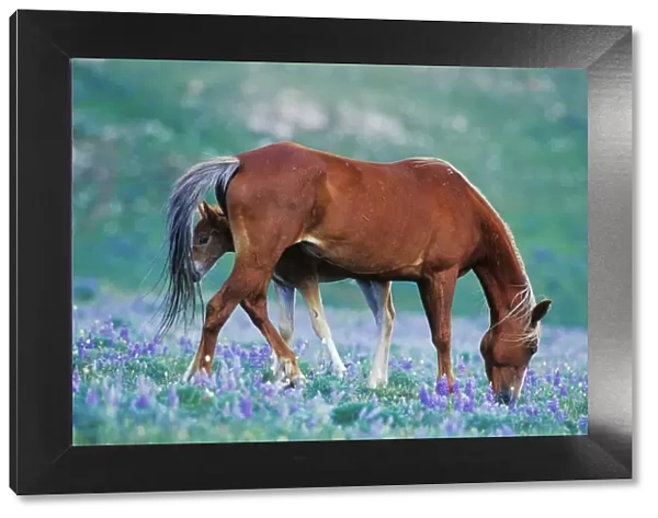 Wild Horse - Colt stands where mother shoos flys away with tail as mare grazes among lupine wildflowers Summer Western USA WH427