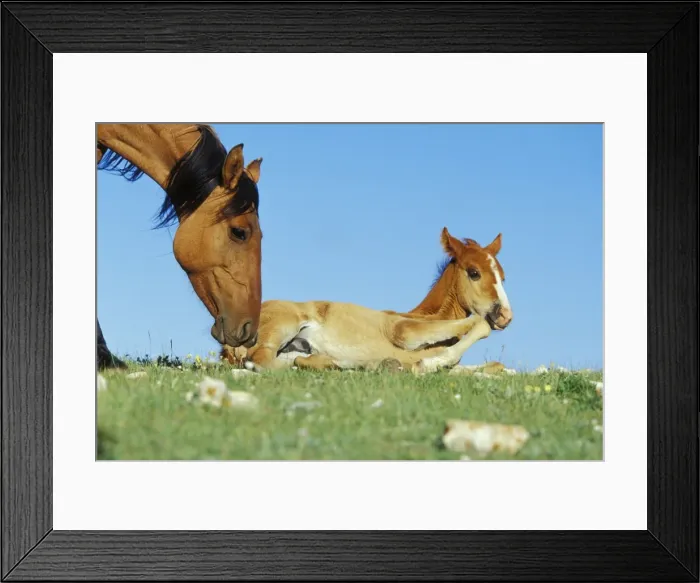 Framed Print : Wild Horse - Mare with young colt in field of wildflowers, Summer Western USA WH425 Framed Print : Wild Horse - Mare with young colt in field of wildflowers, Summer Western USA WH425