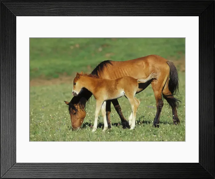 Framed Print : Wild Horse - Mare with young colt in field of wildflowers, Summer Western USA WH423 Framed Print : Wild Horse - Mare with young colt in field of wildflowers, Summer Western USA WH423