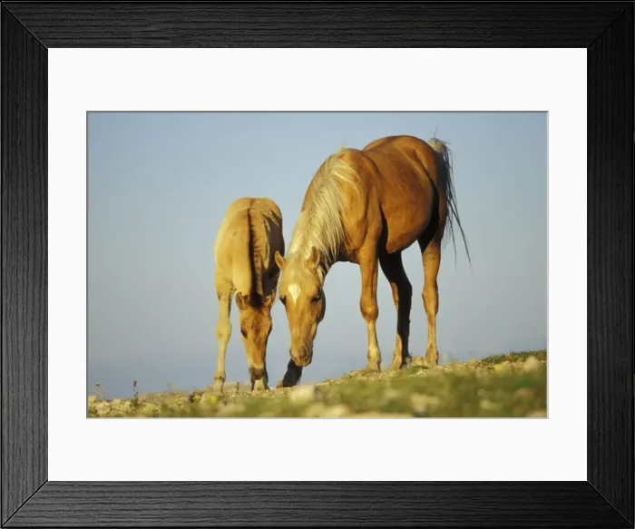 Framed Print : Wild Horse - Mare with young colt in field of wildflowers, Summer Western USA WH412 Framed Print : Wild Horse - Mare with young colt in field of wildflowers, Summer Western USA WH412