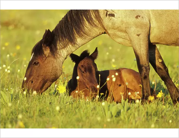 Wild Horse - Mare grazes near her resting colt Summer Western USA WH404