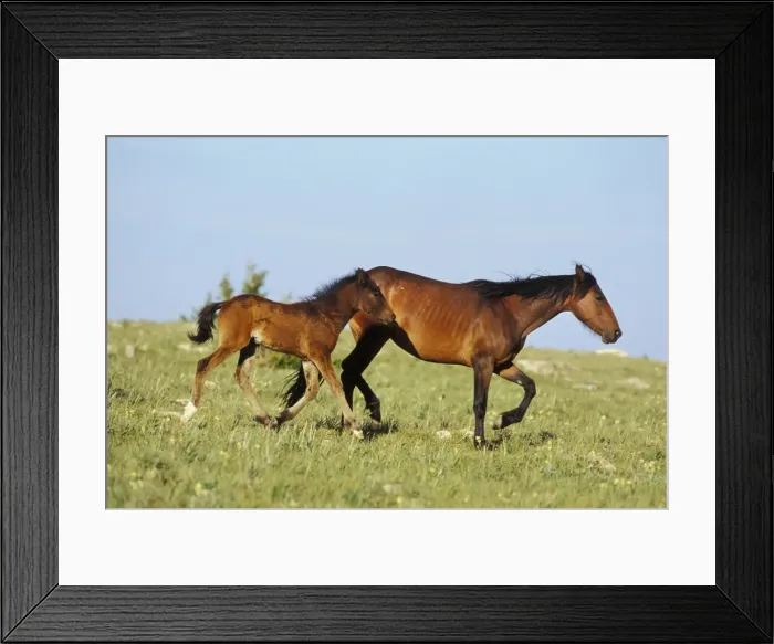 Framed Print : Wild Horse - Mare with young colt in field of wildflowers, Summer Western USA WH363 Framed Print : Wild Horse - Mare with young colt in field of wildflowers, Summer Western USA WH363