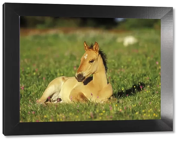 Young Wild Horse - Colt resting in meadow amongst wildflowers Summer Western USA WH441