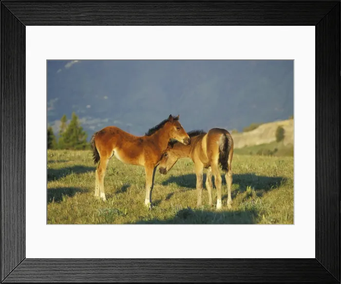 Framed Print : Wild Horses - Two colts check each other out in an alpine meadow. Summer Pryor Mountains, Montana, USA WH251 Framed Print : Wild Horses - Two colts check each other out in an alpine meadow. Summer Pryor Mountains, Montana, USA WH251