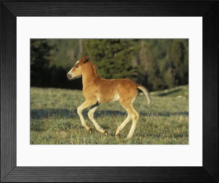 Framed Print : Wild Horse - Colt running Summer Western USA WH248 Framed Print : Wild Horse - Colt running Summer Western USA WH248