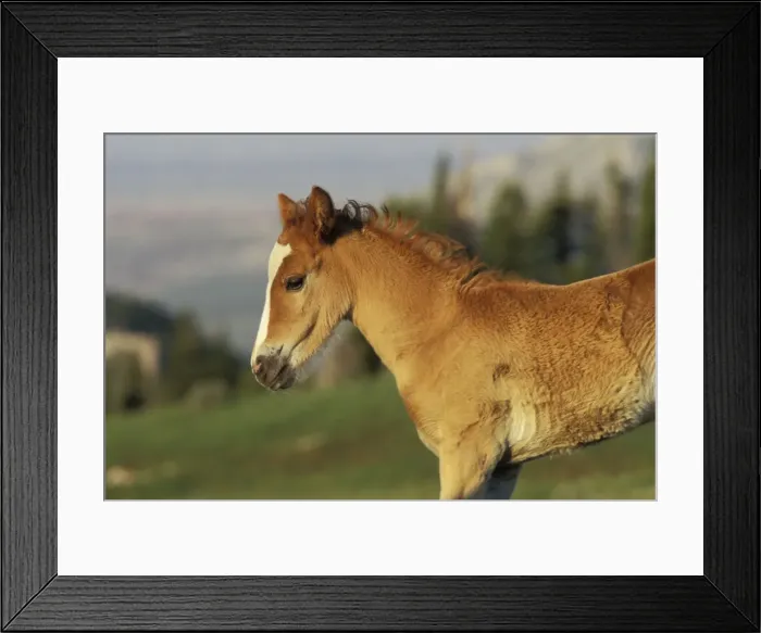 Framed Print : Wild Horse - Colt Summer Western USA WH245 Framed Print : Wild Horse - Colt Summer Western USA WH245