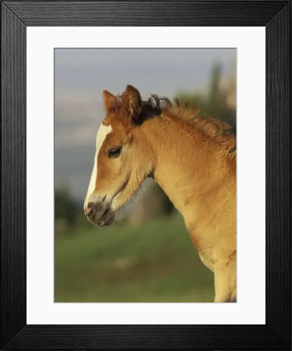 Framed Print : Wild Horse - Colt Summer Western USA WH245 Framed Print : Wild Horse - Colt Summer Western USA WH245