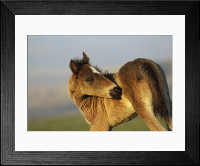 Framed Print : Wild Horse - Colt Summer Western USA WH241 Framed Print : Wild Horse - Colt Summer Western USA WH241