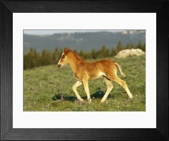 Framed Print : Wild Horse - Colt walks through meadow amongst wildflowers Summer Pryor Mountains, Montana, USA WH202 Framed Print : Wild Horse - Colt walks through meadow amongst wildflowers Summer Pryor Mountains, Montana, USA WH202