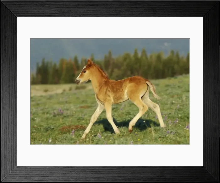 Framed Print : Wild Horse - Colt in meadow amongst wildflowers Summer Western USA WH157 Framed Print : Wild Horse - Colt in meadow amongst wildflowers Summer Western USA WH157