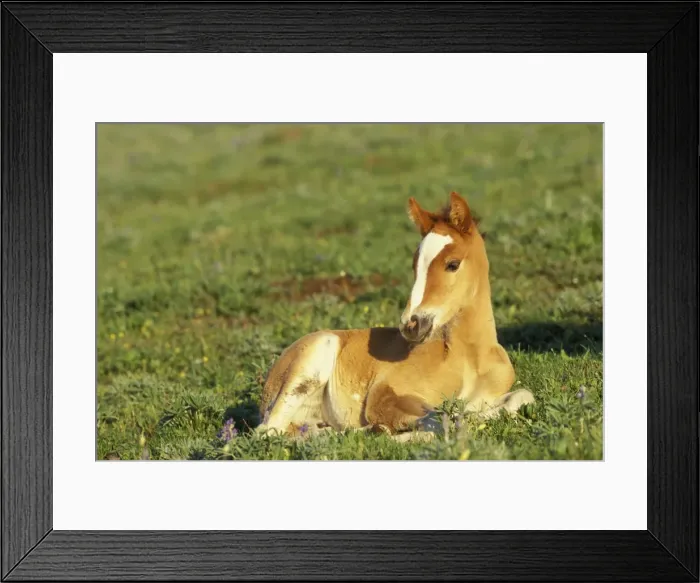 Framed Print : Wild Horse - Colt rests for a moment in the high alpine meadows Summer Pryor Mountains, Montana, USA WH156 Framed Print : Wild Horse - Colt rests for a moment in the high alpine meadows Summer Pryor Mountains, Montana, USA WH156
