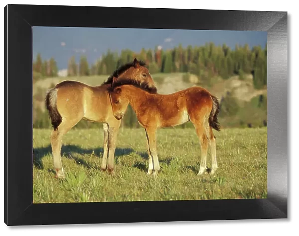 Wild Horse - Two colts check one another out Summer Montana, USA WH133