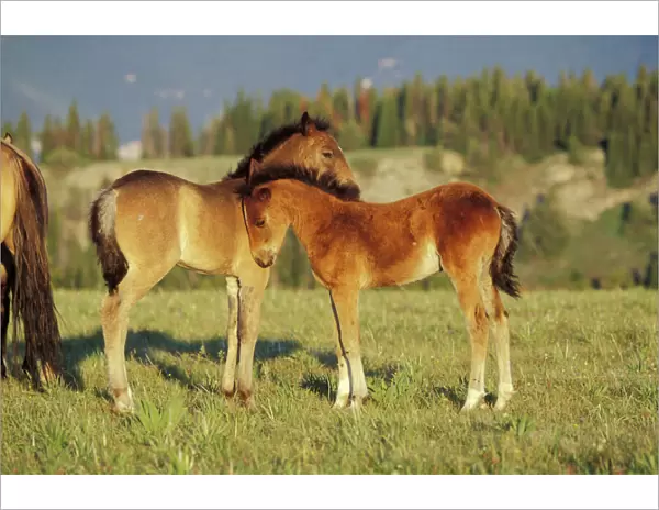 Wild Horse - Two colts check one another out Summer Montana, USA WH133