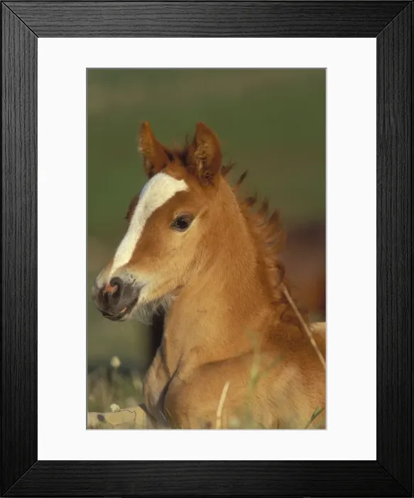 Framed Print : Wild Horse  /  Mustang Colt June Pryor Mountain Wild Horse Refuge, Montana USA WH124