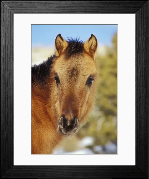 Framed Print : Wild Horse - A six or seven month old colt Winter Western USA WH453 Framed Print : Wild Horse - A six or seven month old colt Winter Western USA WH453