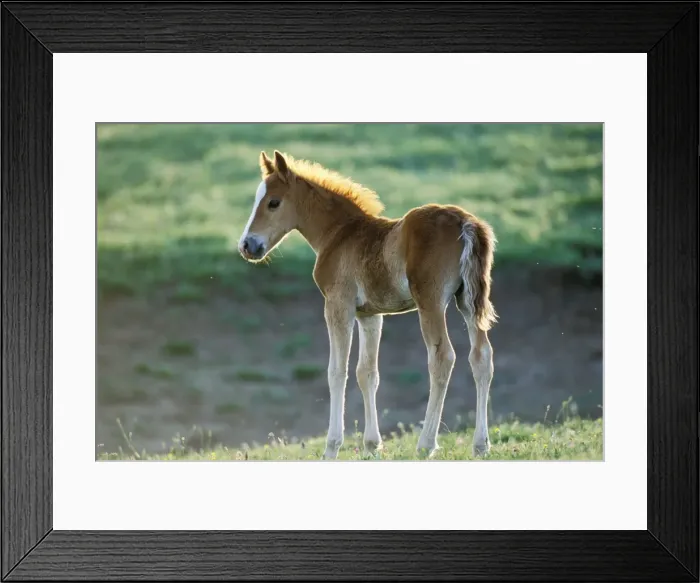 Framed Print : Wild Horse - Young colt Summer Western USA WH447 Framed Print : Wild Horse - Young colt Summer Western USA WH447