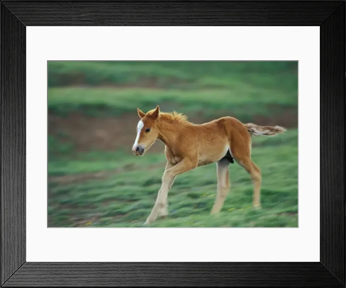 Framed Print : Wild Horse - Colt runs about in play in meadow Summer Pryor Mountains, Montana, USA WH445 Framed Print : Wild Horse - Colt runs about in play in meadow Summer Pryor Mountains, Montana, USA WH445
