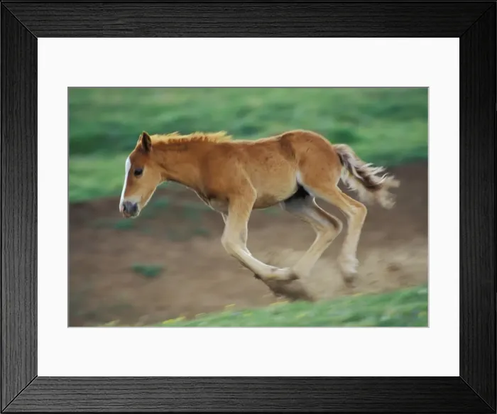 Framed Print : Wild Horse - Colt kicks up its heels and runs in mountain meadow Summer Western USA WH444 Framed Print : Wild Horse - Colt kicks up its heels and runs in mountain meadow Summer Western USA WH444