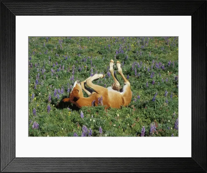 Framed Print : Wild Horse - Colt rolls among wildflowers in meadow Summer Western USA WH443 Framed Print : Wild Horse - Colt rolls among wildflowers in meadow Summer Western USA WH443