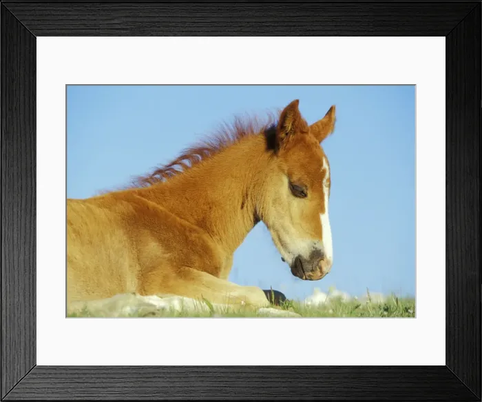 Framed Print : Wild Horse - Colt rests Summer Western USA WH442 Framed Print : Wild Horse - Colt rests Summer Western USA WH442