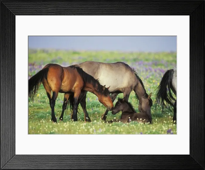 Framed Print : Wild Horse - Herd (including young colt) in field of wildflowers Summer Western USA WH387 Framed Print : Wild Horse - Herd (including young colt) in field of wildflowers Summer Western USA WH387