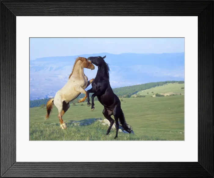 Framed Print : Wild Horses - Two stallions in dominance conflict Summer Pryor Mountain Wild Horse Refuge, Montana, USA WH385 Framed Print : Wild Horses - Two stallions in dominance conflict Summer Pryor Mountain Wild Horse Refuge, Montana, USA WH385