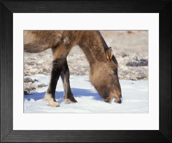 Framed Print : Wild Horse - Mare eats snow to get fluid (drink) Winter Desert area of Northcentral Wyoming, USA WH283 Framed Print : Wild Horse - Mare eats snow to get fluid (drink) Winter Desert area of Northcentral Wyoming, USA WH283