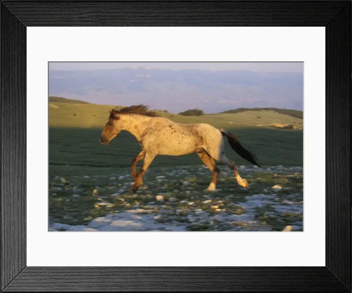 Framed Print : Wild Horse - Stallion running across high mountain meadow Summer Pryor Mountains, Montana, USA WH329 Framed Print : Wild Horse - Stallion running across high mountain meadow Summer Pryor Mountains, Montana, USA WH329
