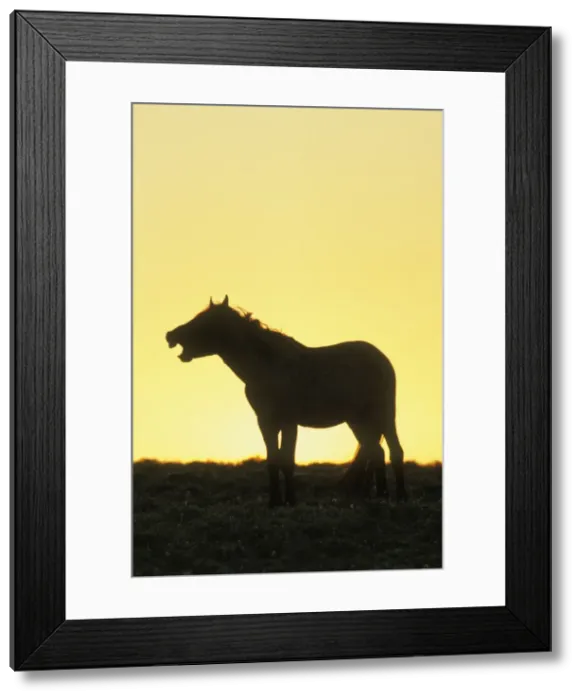 Framed Print : Wild Horse - Whinnying or neighing at sunrise Summer Western USA WH275 Framed Print : Wild Horse - Whinnying or neighing at sunrise Summer Western USA WH275