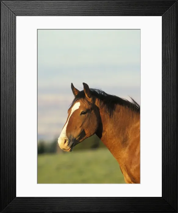 Framed Print : Wild Horse Summer Pryor Mountains, Montana, USA WH260 Framed Print : Wild Horse Summer Pryor Mountains, Montana, USA WH260