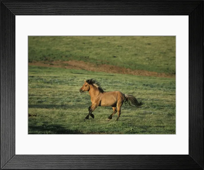Framed Print : Wild Horse - Stallion running across high mountain meadow Summer Pryor Mountains, Montana, USA WH257 Framed Print : Wild Horse - Stallion running across high mountain meadow Summer Pryor Mountains, Montana, USA WH257
