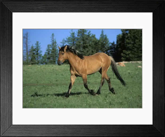Framed Print : Wild Horse - Stallion Summer Western USA WH190 Framed Print : Wild Horse - Stallion Summer Western USA WH190