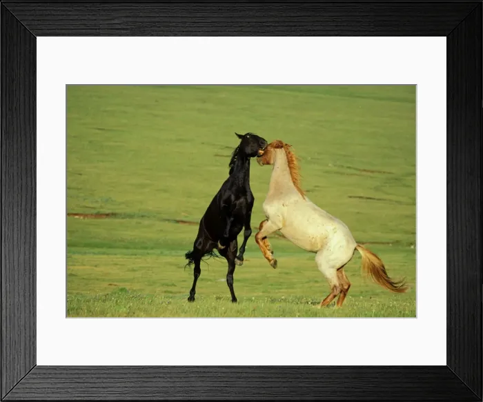 Framed Print : Wild Horses - Stallions fighting-dominance behavior Summer Pryor Mountain Wild Horse Refuge, Montana, USA WH174