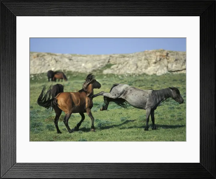 Framed Print : Wild Horses - Two stallions fight over dominance. Kicking and biting are two common method used in these displays. Summer Western USA WH166 Framed Print : Wild Horses - Two stallions fight over dominance. Kicking and biting are two common method used in these displays. Summer Western USA WH166