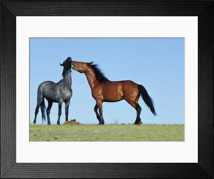 Framed Print : Wild Horses - Two young stallions exhibit dominance behavior Western USA WH161 Framed Print : Wild Horses - Two young stallions exhibit dominance behavior Western USA WH161