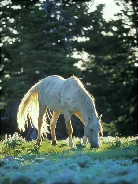 Wild Horse - White stallion (named 'Cloud' in PBS documentary on wild hores) Summer Pryor Mountain Wild Horse Refuge, Montana, USA WH456