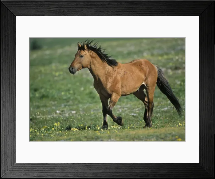 Framed Print : Wild Horse - stallion running across high mountain meadow Summer Pryor Mountains, Montana, USA WH437 Framed Print : Wild Horse - stallion running across high mountain meadow Summer Pryor Mountains, Montana, USA WH437