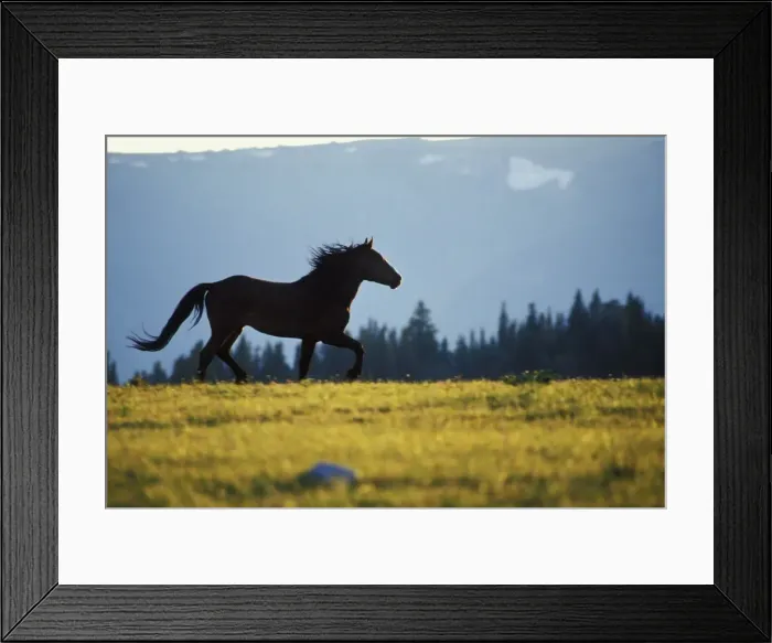 Framed Print : Wild Horse - Stallion running across high mountain meadow Summer Pryor Mountains, Montana, USA WH436 Framed Print : Wild Horse - Stallion running across high mountain meadow Summer Pryor Mountains, Montana, USA WH436