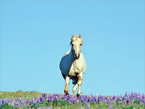 Wild Horse - Stallion (named Cloud) gallups through wildflowers (mostly lupine) Summer Pryor Mountains, Montana, USA WH413